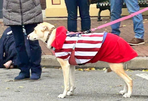 MMBC in the November Veterans Day Parade